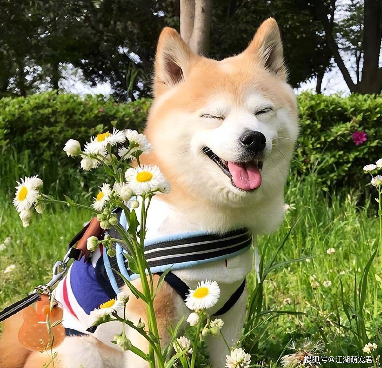 柴犬为何"如此"受欢迎?其实离不开这些原因