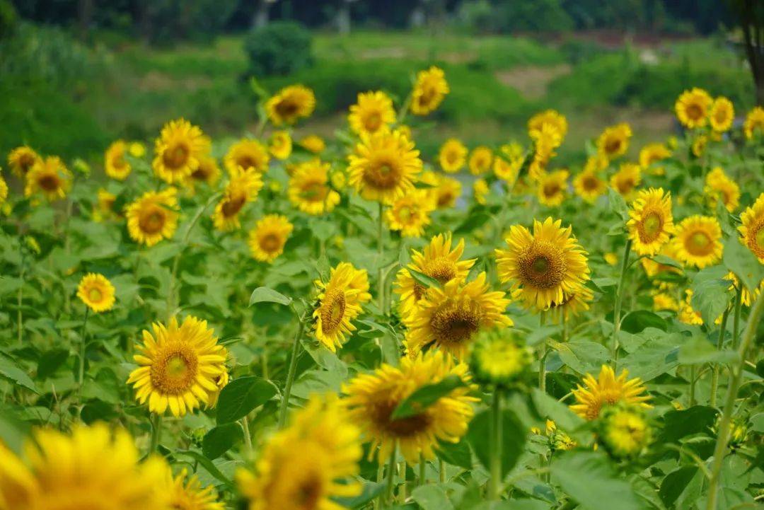 花海!美食!火把节!来感受被乐山【硬控】的假期!