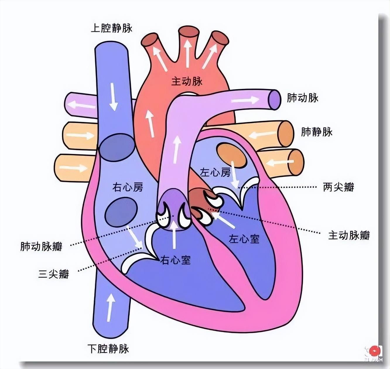 心肌细胞二联体图片