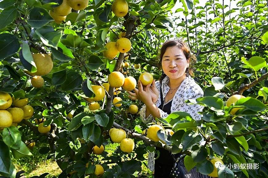 方城县博望镇举办第二届黄金梨采摘节暨展销会谈会