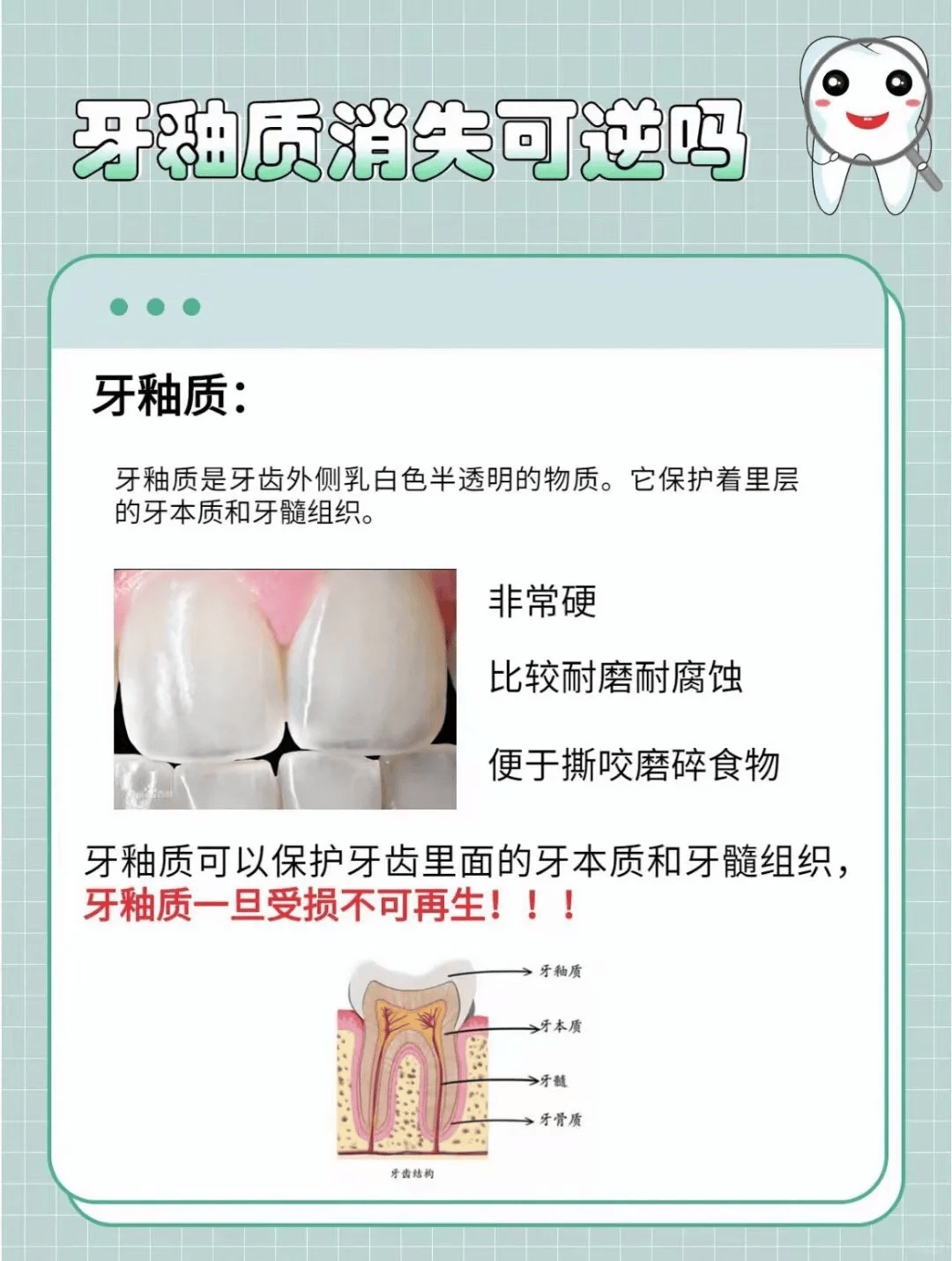 牙釉质在哪个部位图片