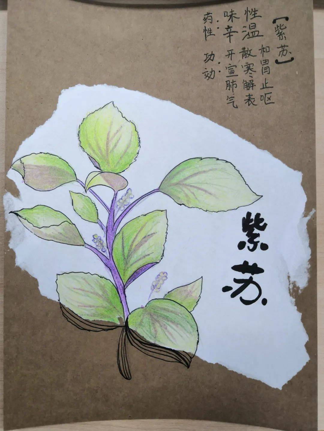 小学生中草药卡片制作图片