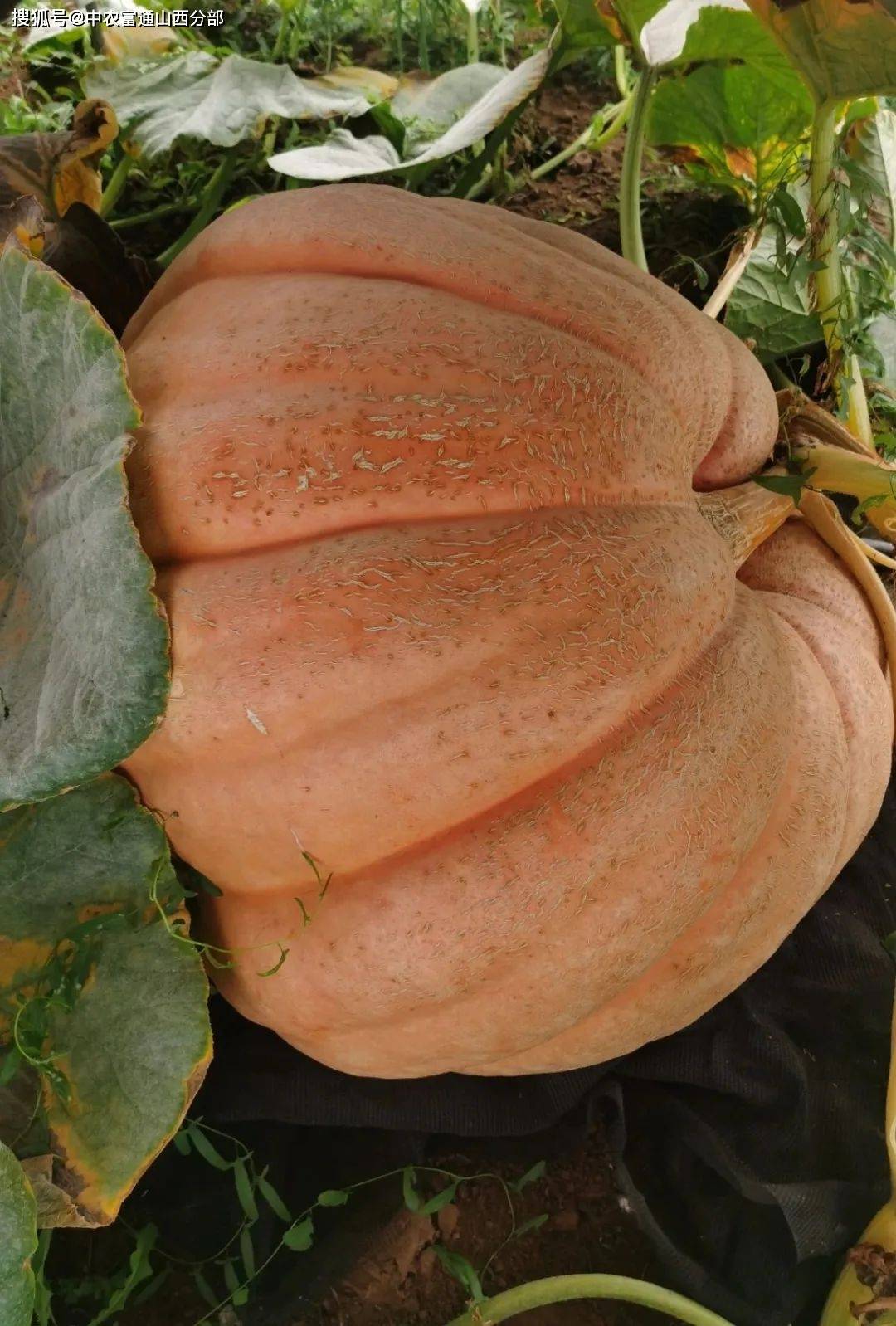 中农富神巨型南瓜开启预售!