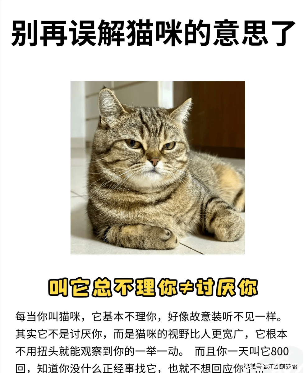 盘点猫咪的那些小心思，你真的懂吗？_搜狐网