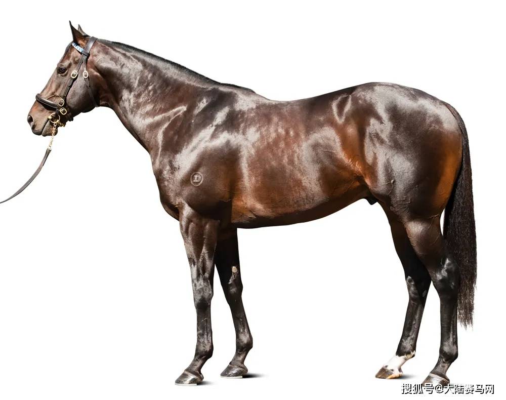 12岁著名种公马"外气层"不幸离世,马主损失惨重!