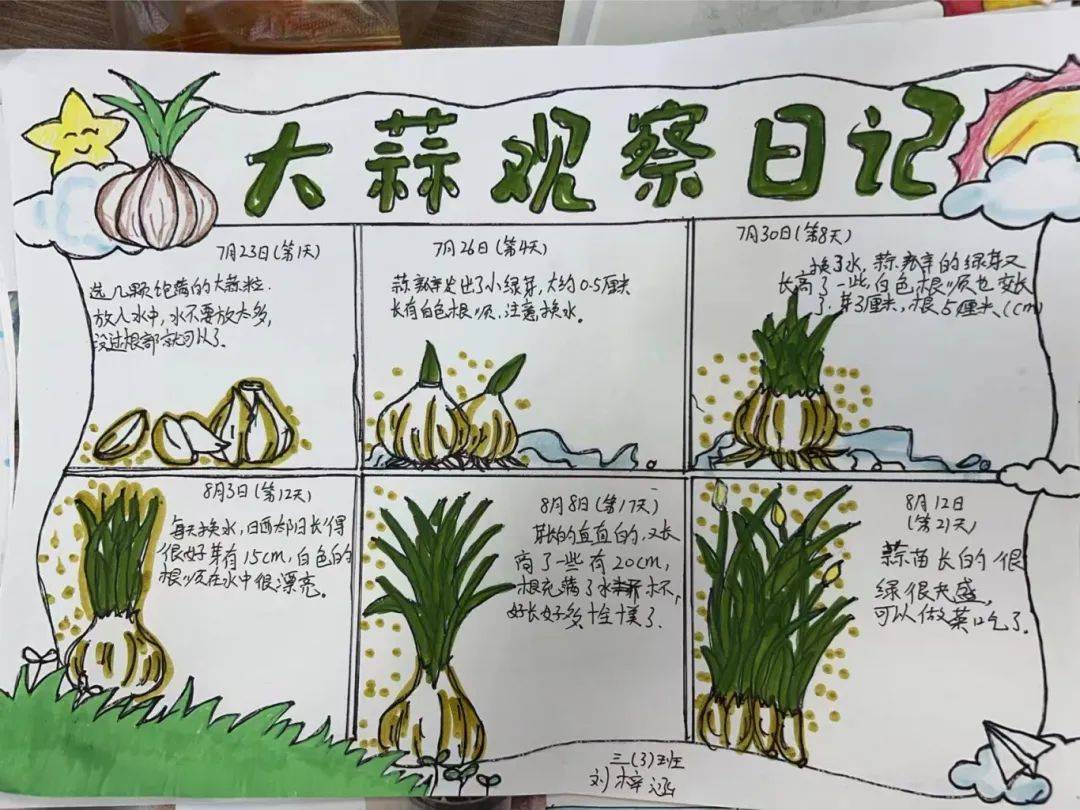 菜根生长过程记录表图片