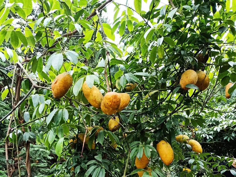 山里的这种野果熟了,味甜如蜜,10元/斤,若你家乡也有,别忘去采摘_果实