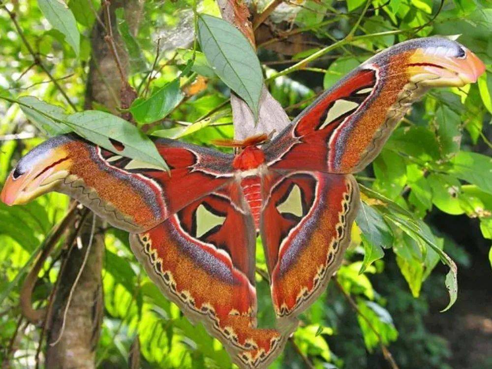 云南发现蛇头蝶,前翅像蛇头,上缘的黑圆斑如蛇眼,能吓退捕食者