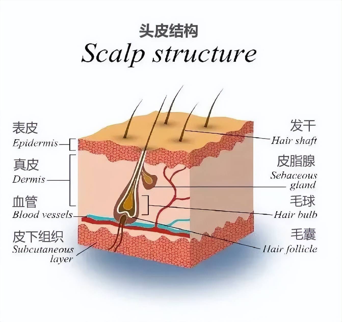 毛囊发育不全图片图片