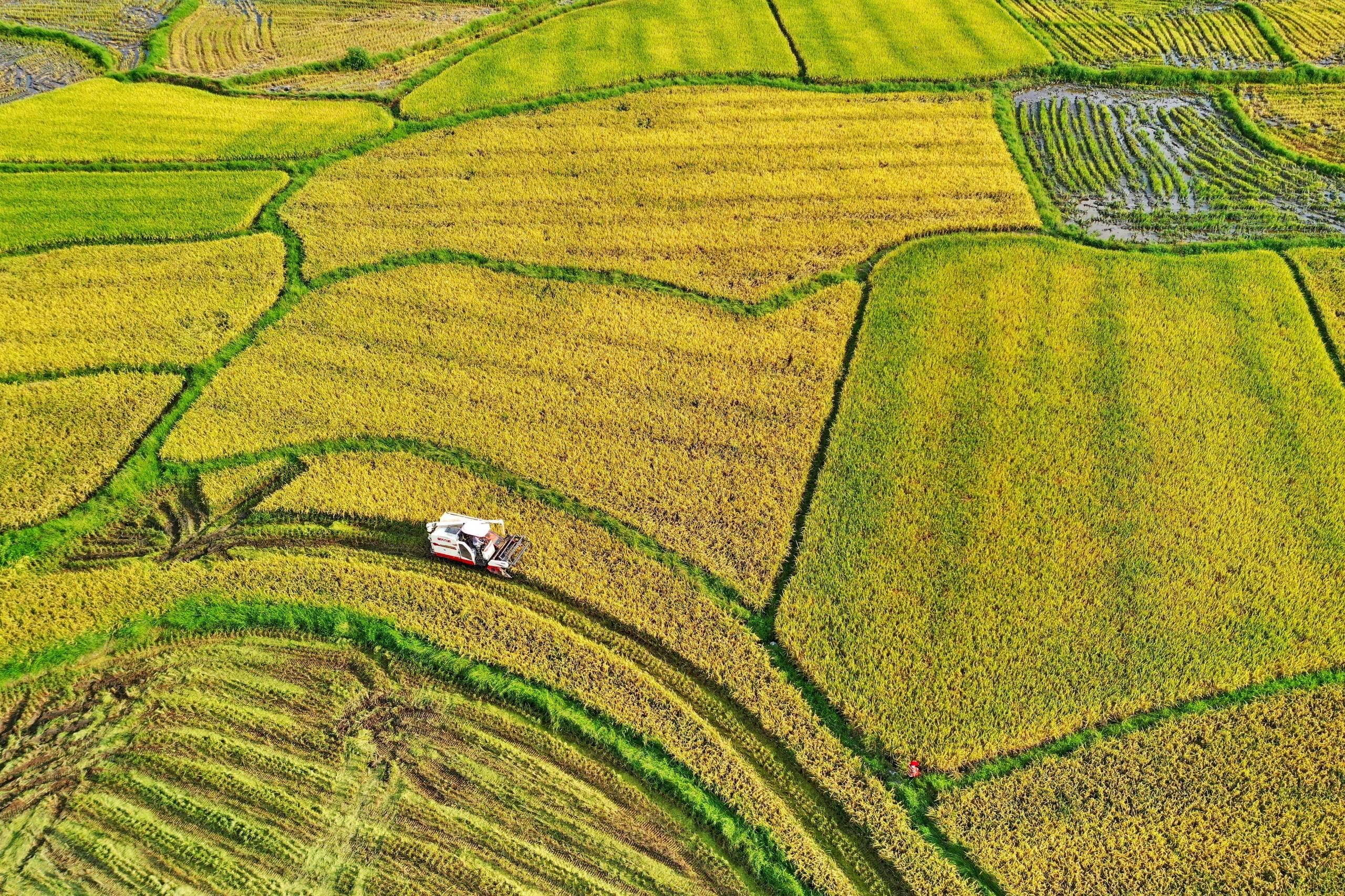 江西省金溪县黄通乡:中稻丰收抢收忙