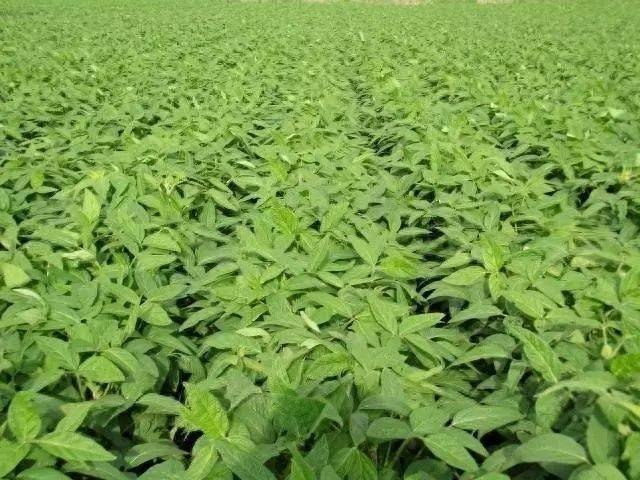 大豆点蜂缘蝽的防治措施