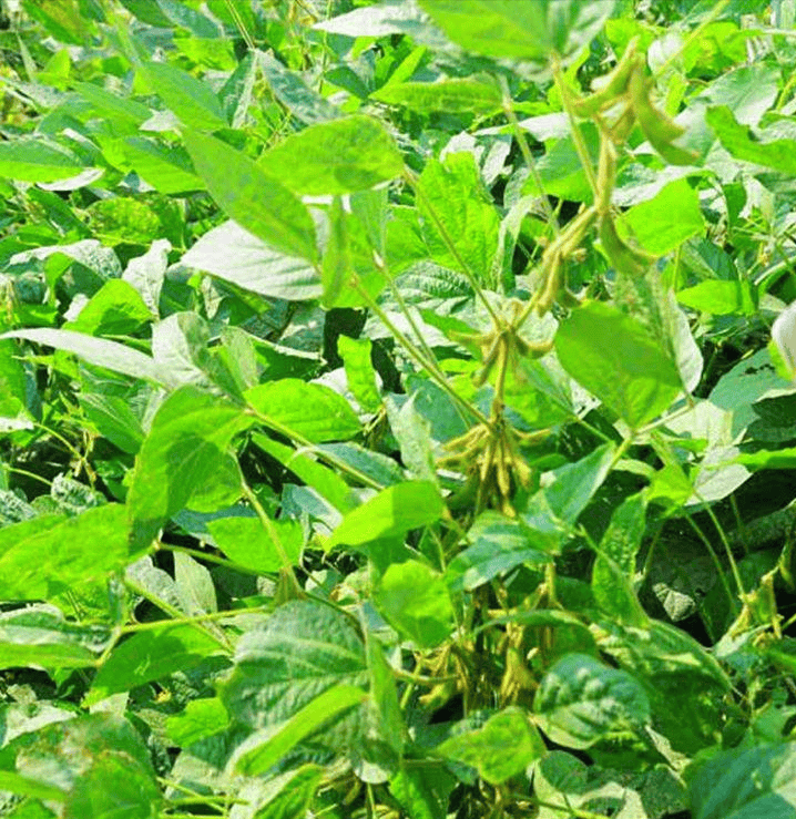 大豆点蜂缘蝽的防治措施