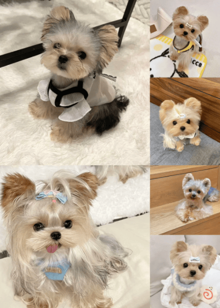 从贵族到玩伴:约克夏与雪纳瑞,探索这两种犬种的迷人之处!