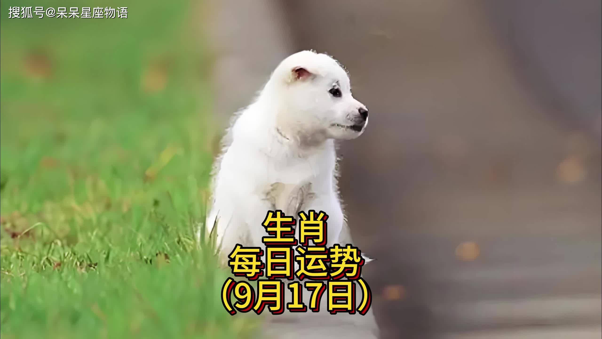 9月生肖运势最新播报(9月生肖运势2021)