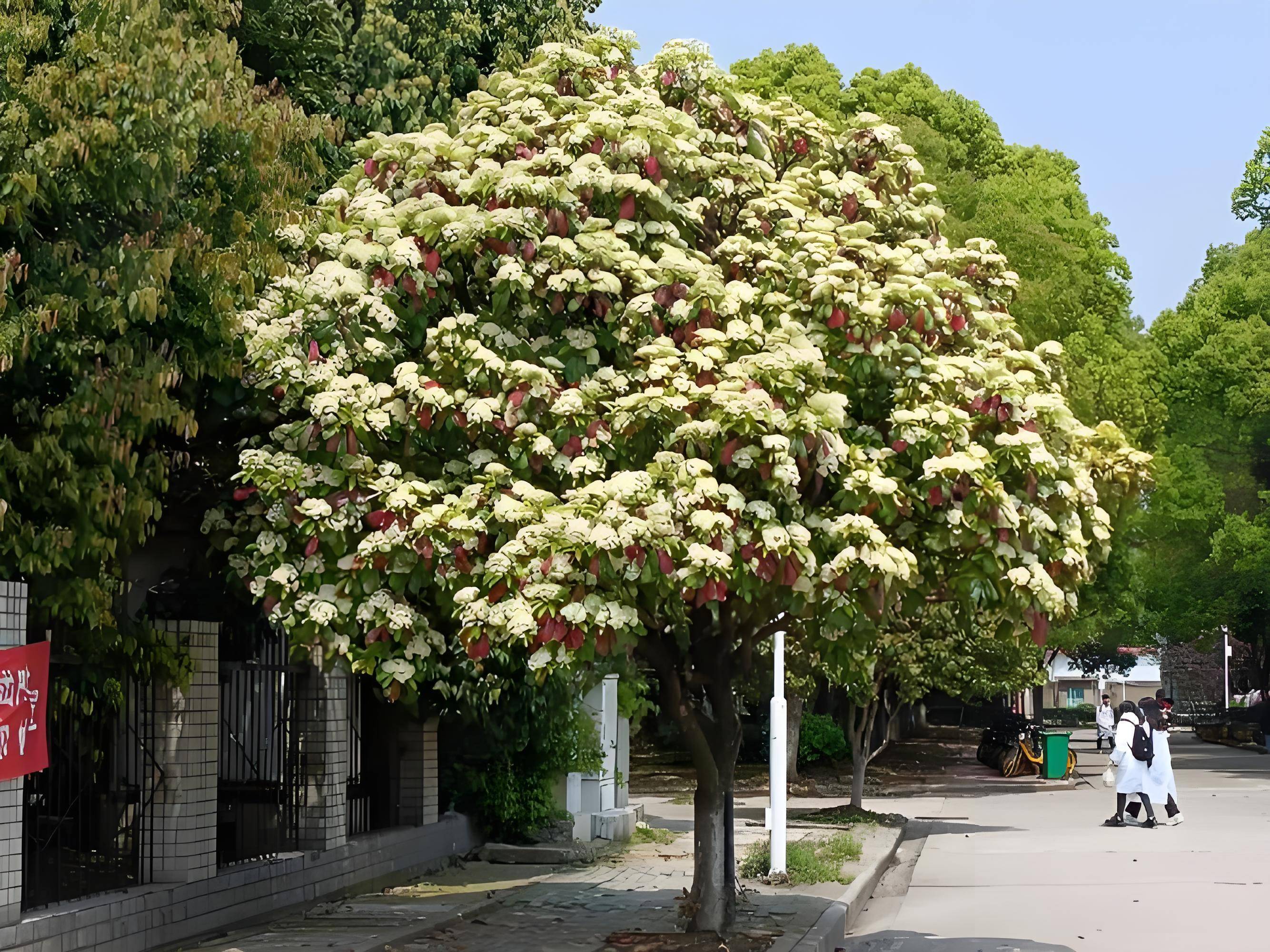 武汉市市花石楠花图片