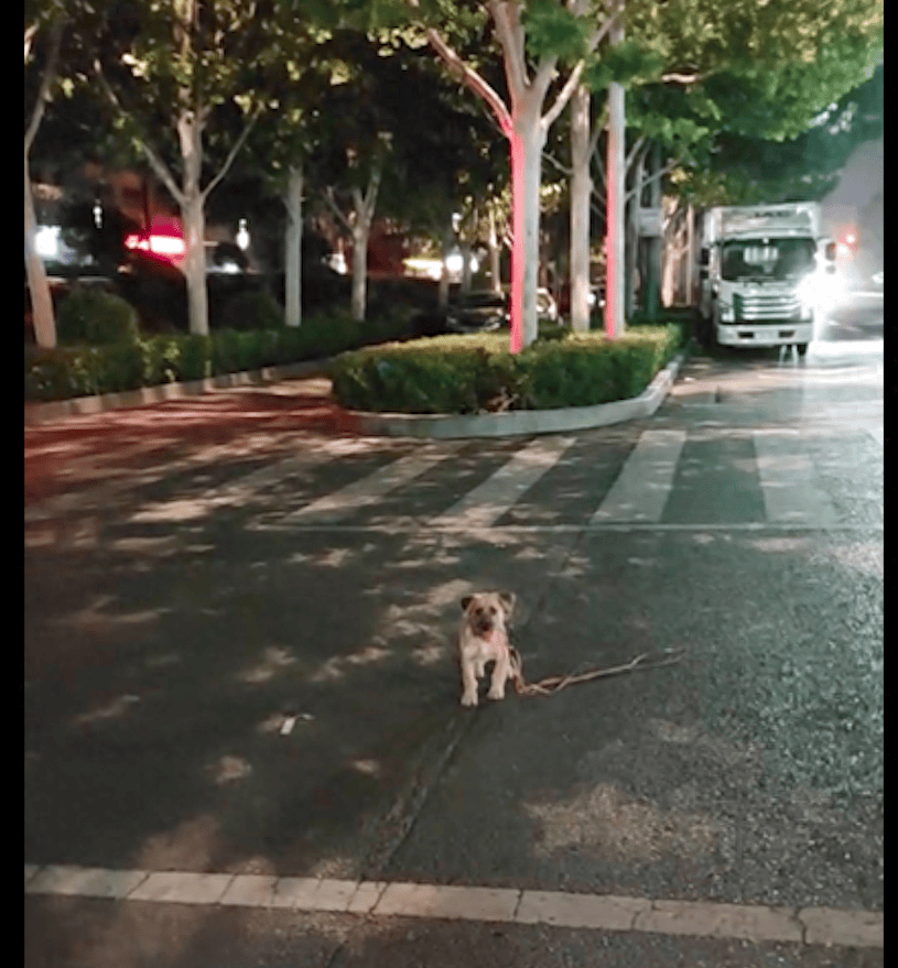 夜晚路边小狗的图片图片