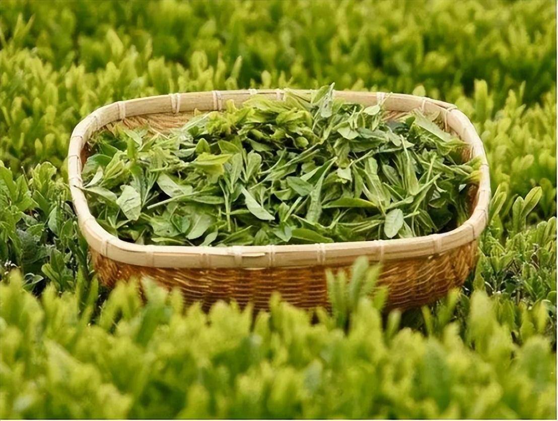 告诉你答案_茶叶_时间_时候