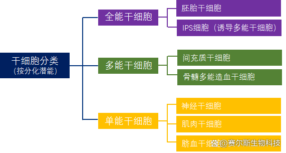 细胞衰老的思维导图图片