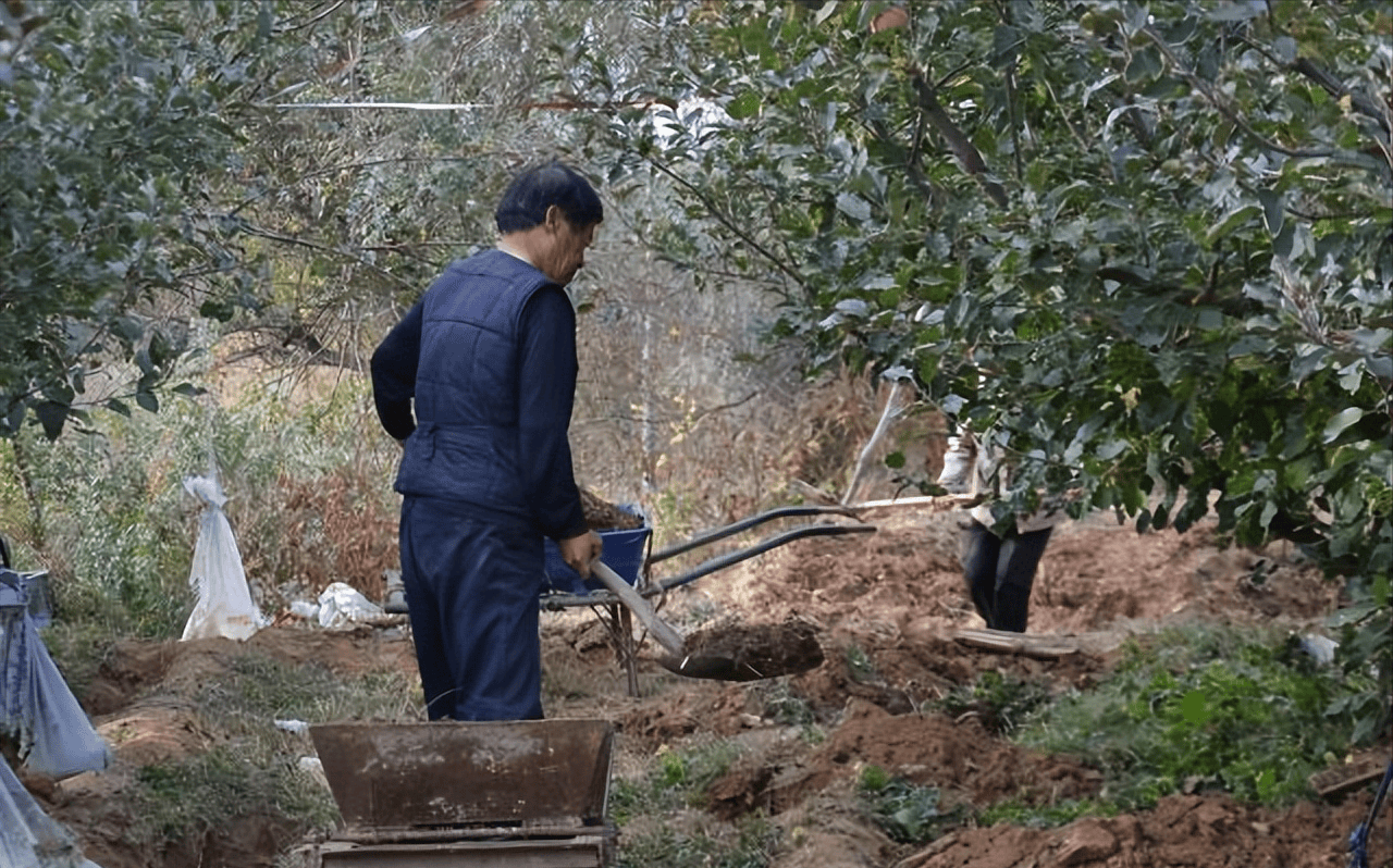 苹果树施基肥六注意