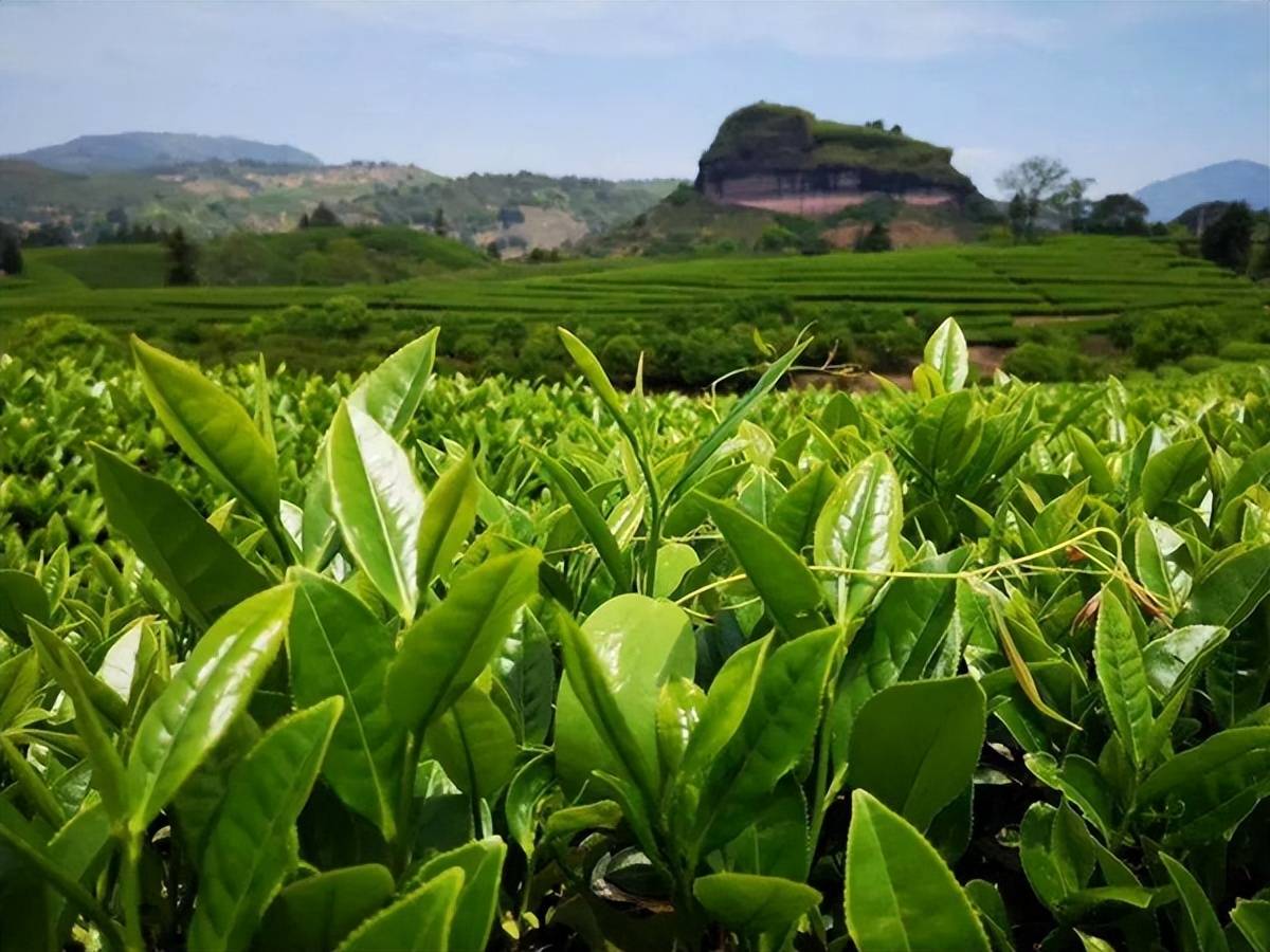 茶树_茶叶_兰花香