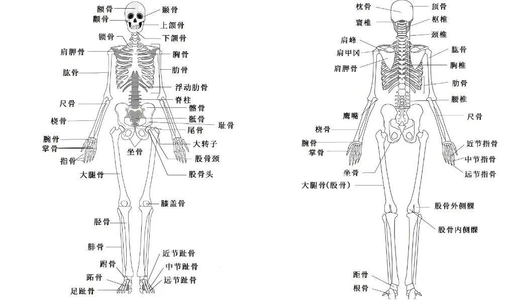 人体运动系统构成与功能