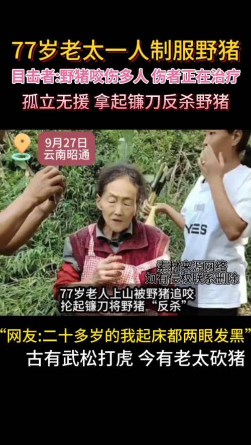 77岁老太被野猪咬伤后将其反杀 网友：佩服老人的英勇！-野猪咬死人新闻