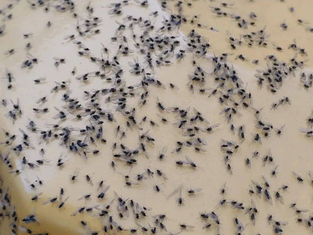 蠓虫_皮肤_药物