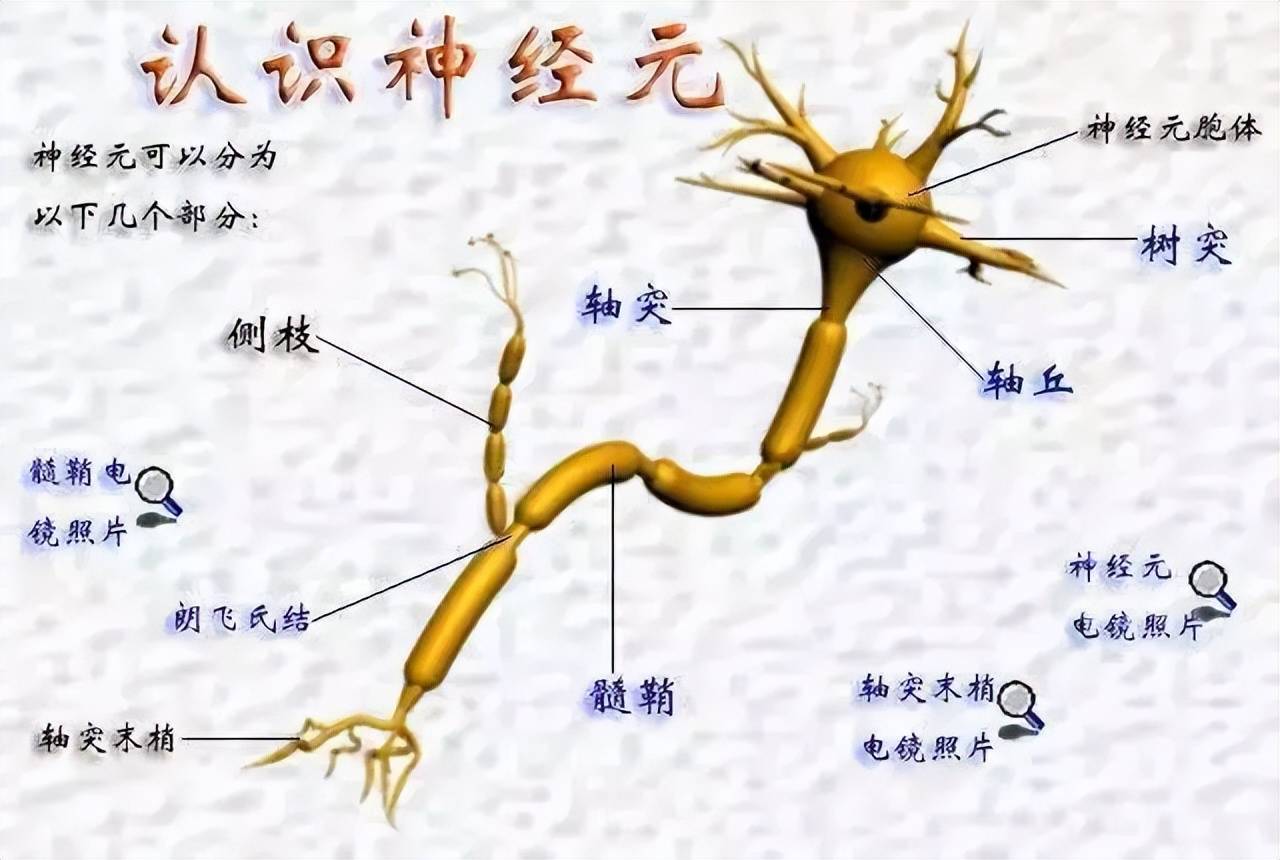 神经系统