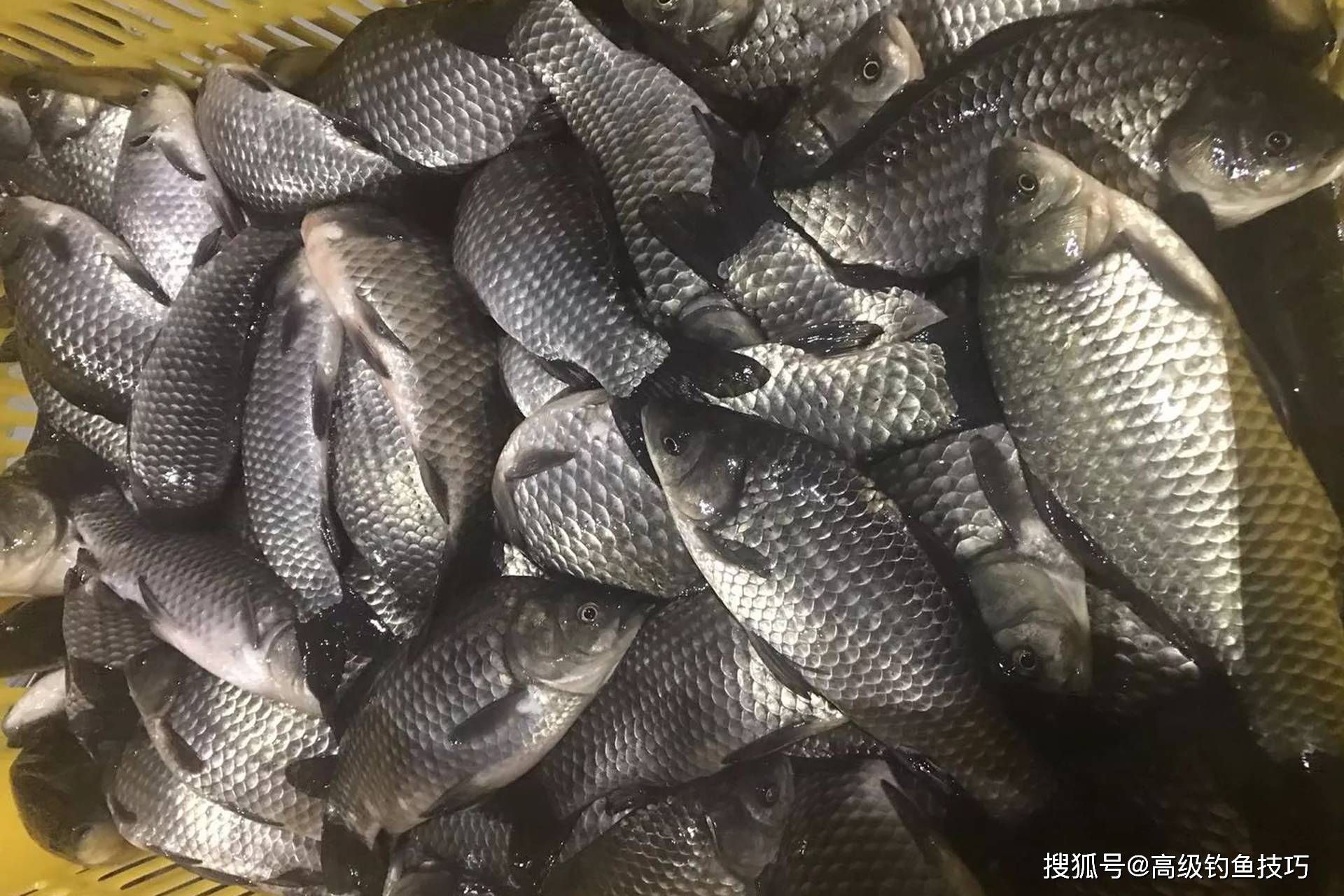 黑坑老板不喜欢放钓鲫鱼的4个原因