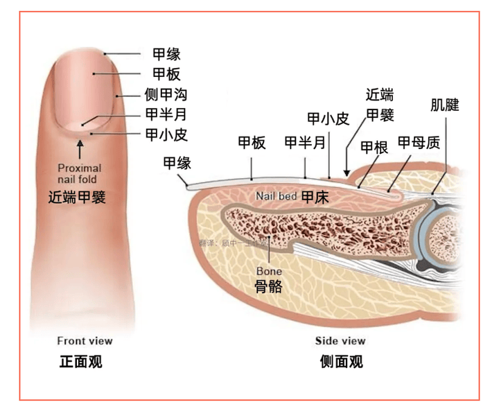 手指甲的结构及解剖图图片