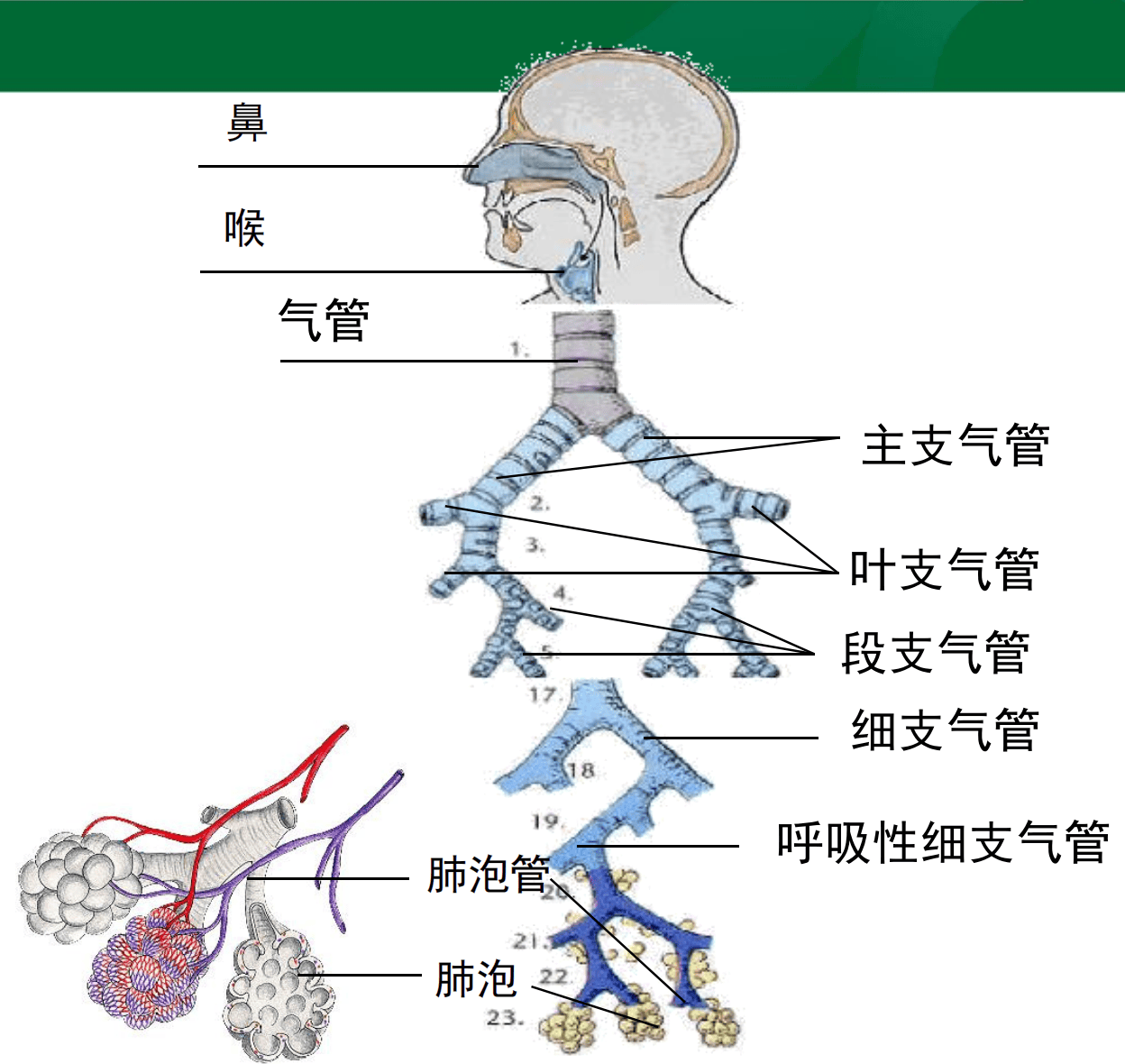 呼吸性细支气管结构图片