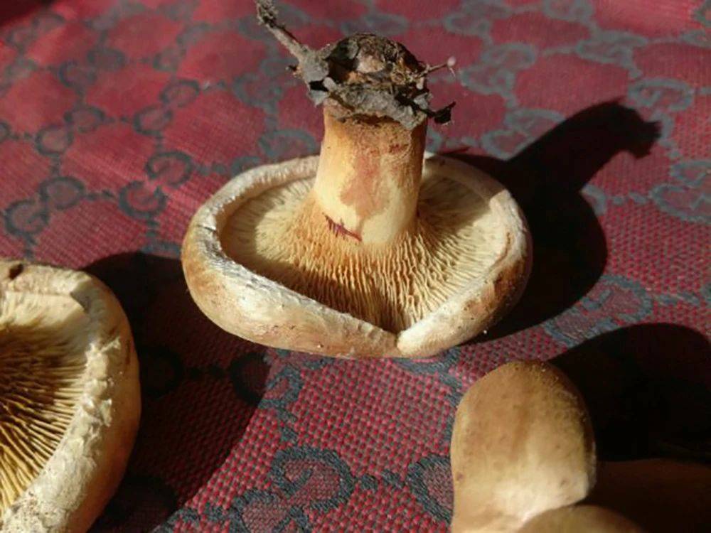 杨树林下特有的菌子,俗称"地扣菇",秋雨后就能大量繁殖,目前70元/斤