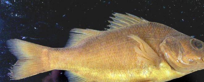 非洲肺鱼生存4亿年,就算不吃不喝也能活5年,为何躲不过非洲人?