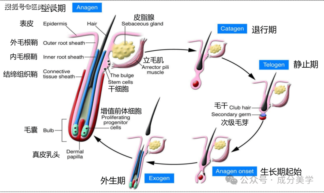 毛发的结构和生理_细胞_鳞片_形态