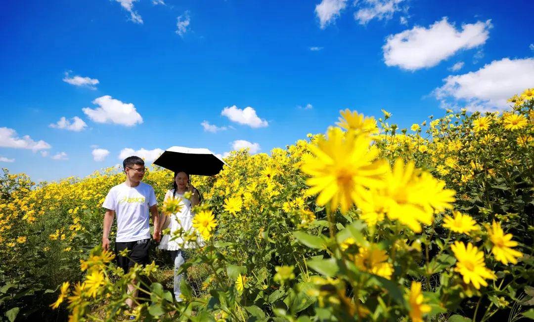 威海赏花好去处图片