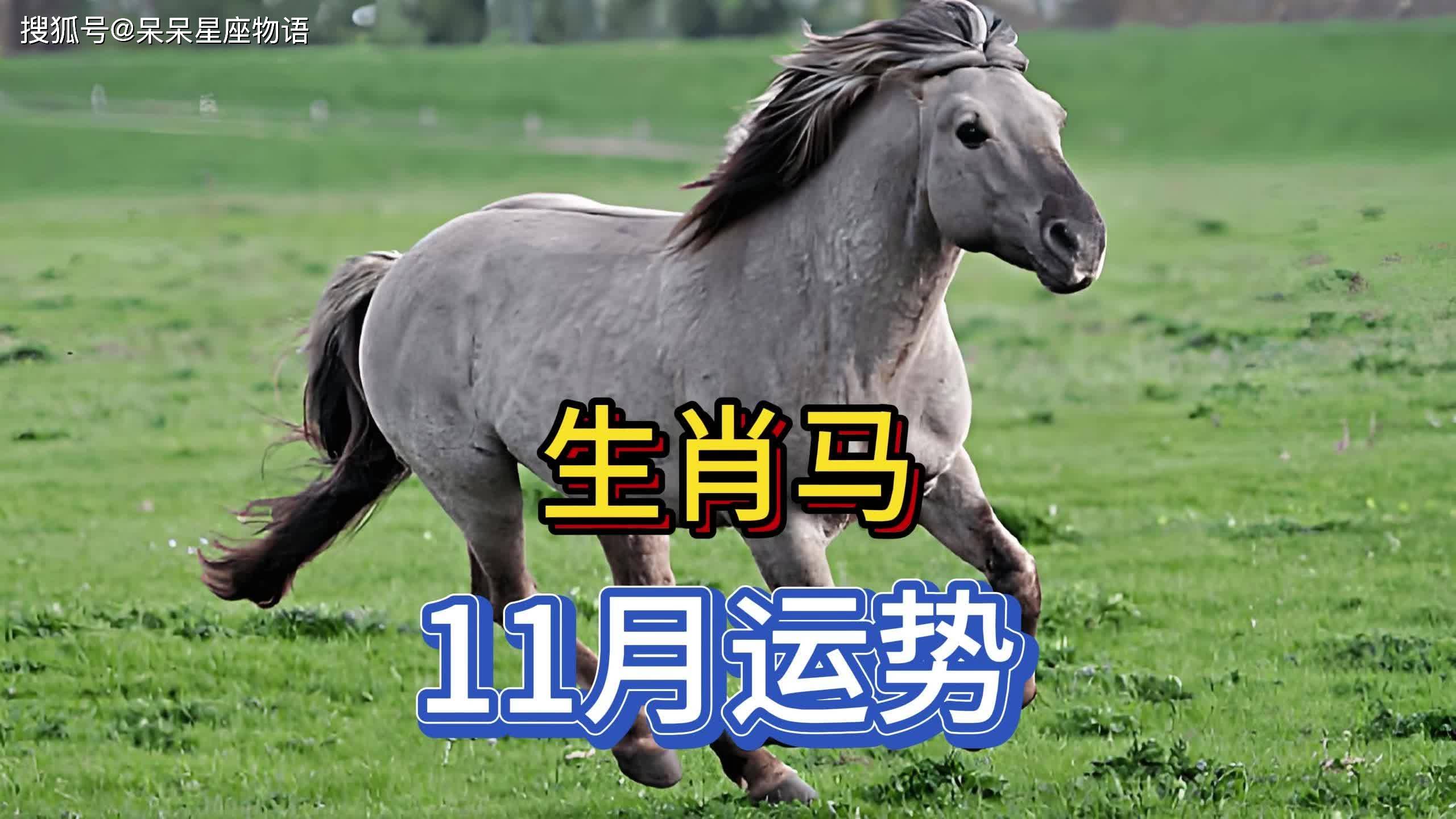 十二生肖马的运势如何查询(十二生肖马的运程每月运程)