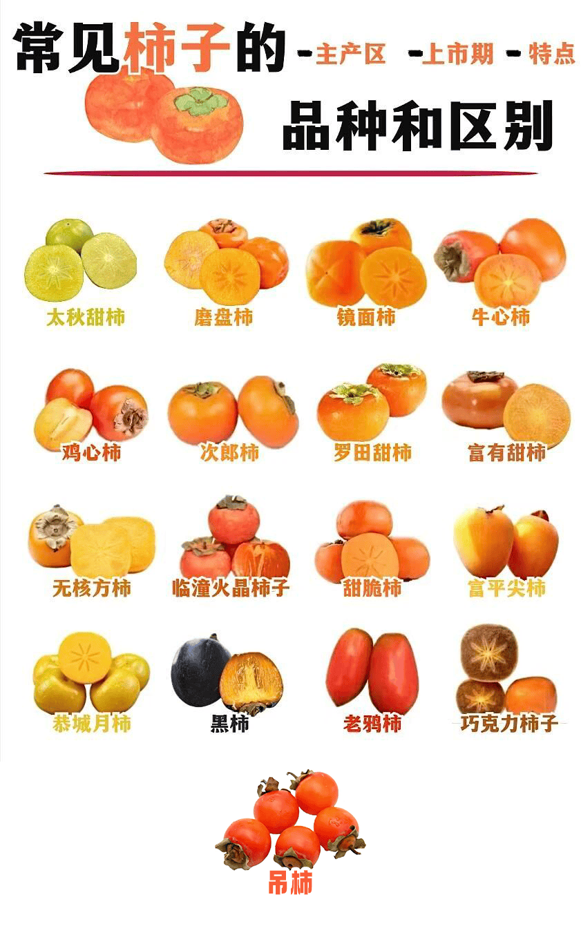 果觅鲜果|【干货】常见柿子种类合集！_食用_药物_鞣酸