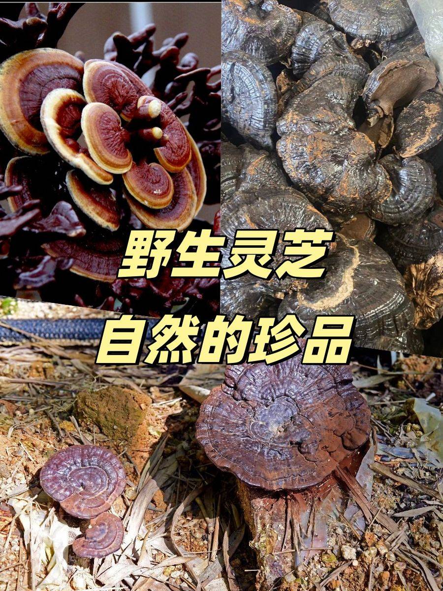 世界灵芝大王图片