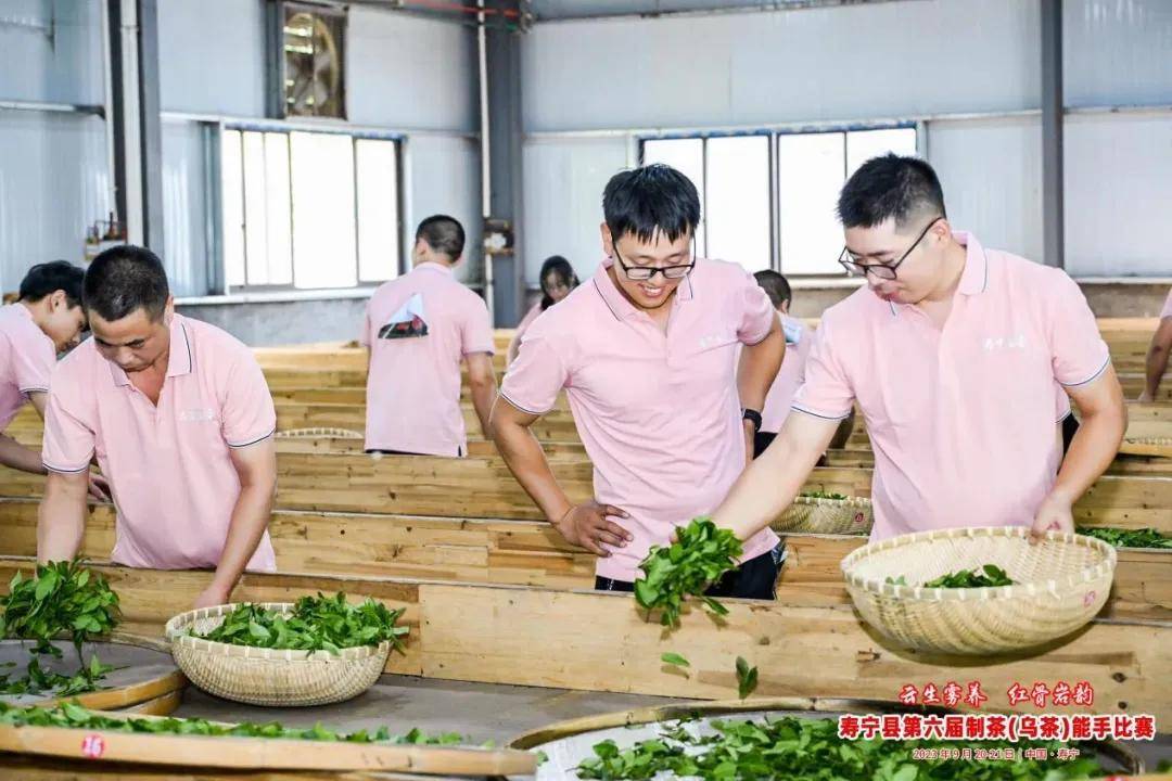 绿月茶业：一片茶叶振兴一方产业（三）-第2张图片-福建名茶