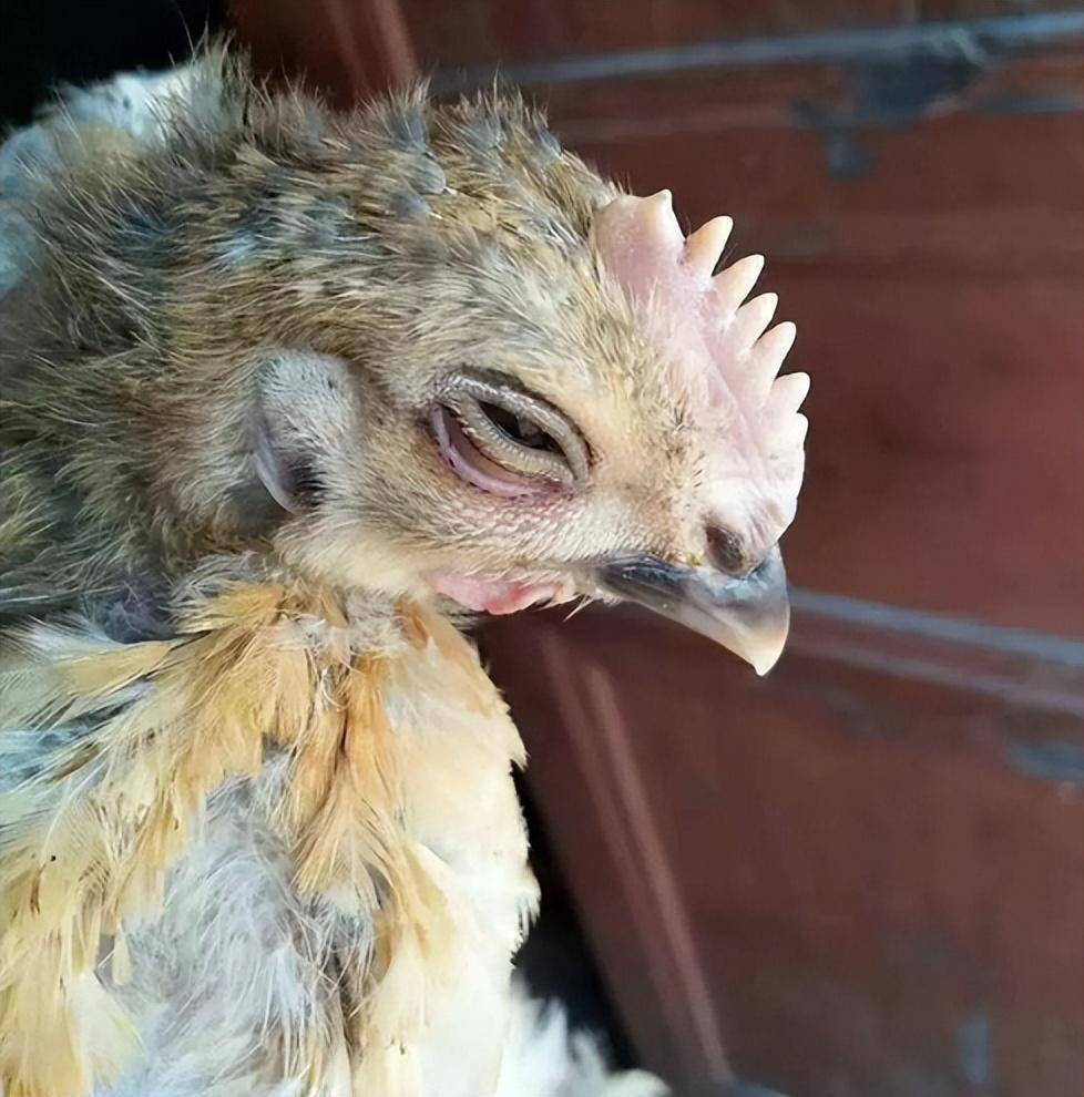 鸡流感吃什么药效果好?