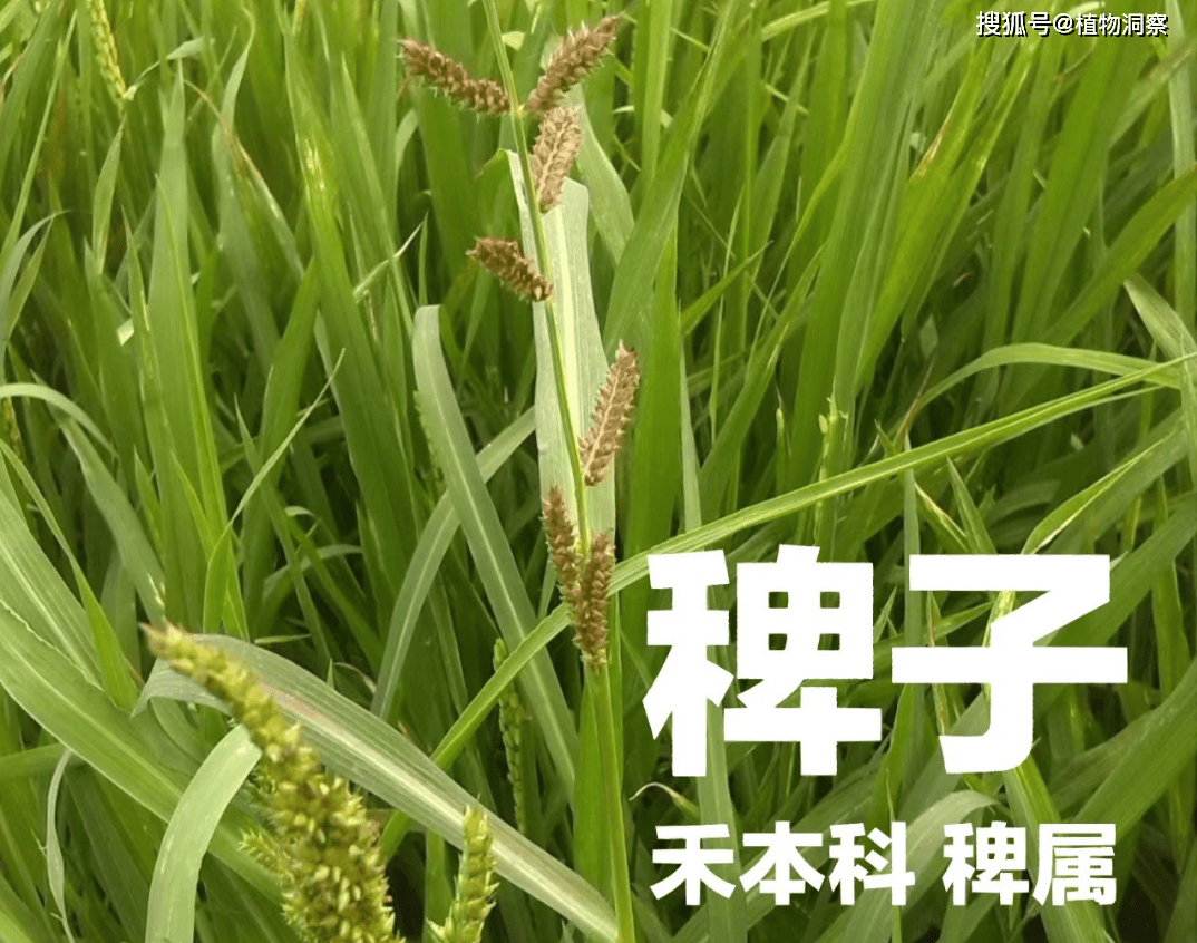 稗子,一种长得酷似水稻的植物!