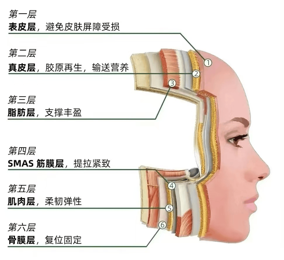 面部36个骨点图片