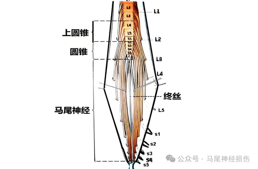 马尾椎神经位置示意图图片