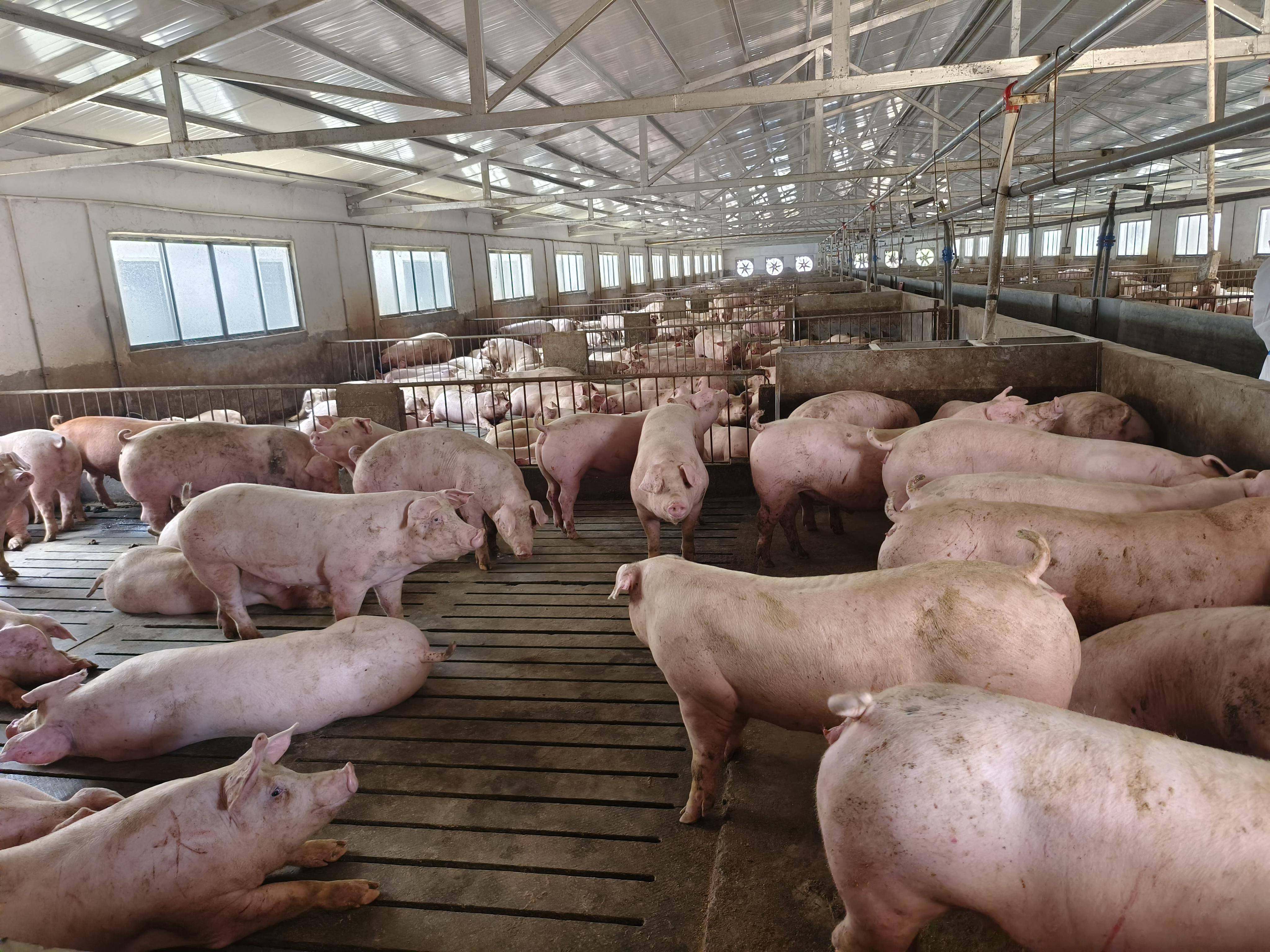 生物安全与环保双重挑战下,养猪场如何实现合规与经济效益双赢?