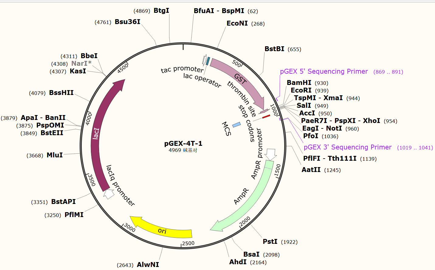 原核表达载体和真核表达系统及其载体