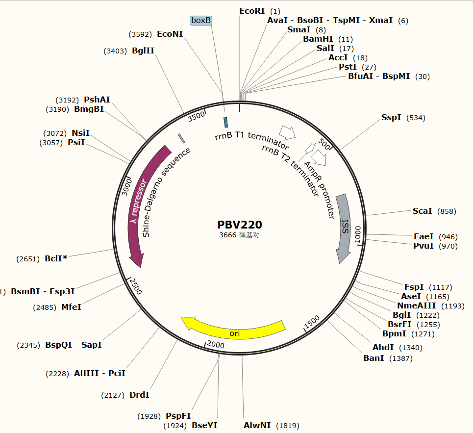 原核表达载体和真核表达系统及其载体