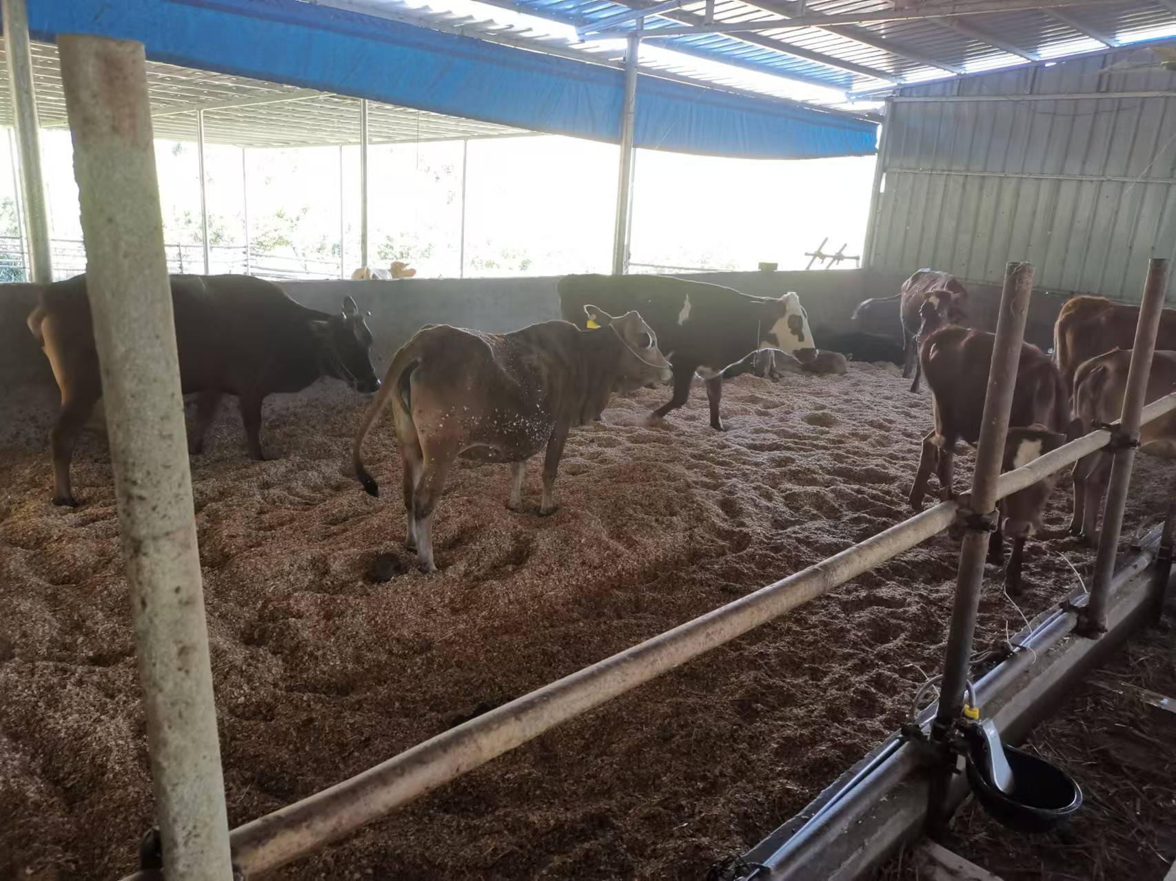 微生物薄垫料发酵床养牛新技术 轻松应对粪污难题