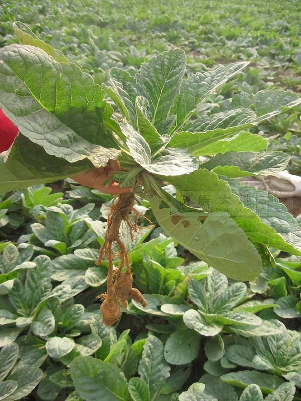 手把手教你认清中草药植物500种(35.地黄)