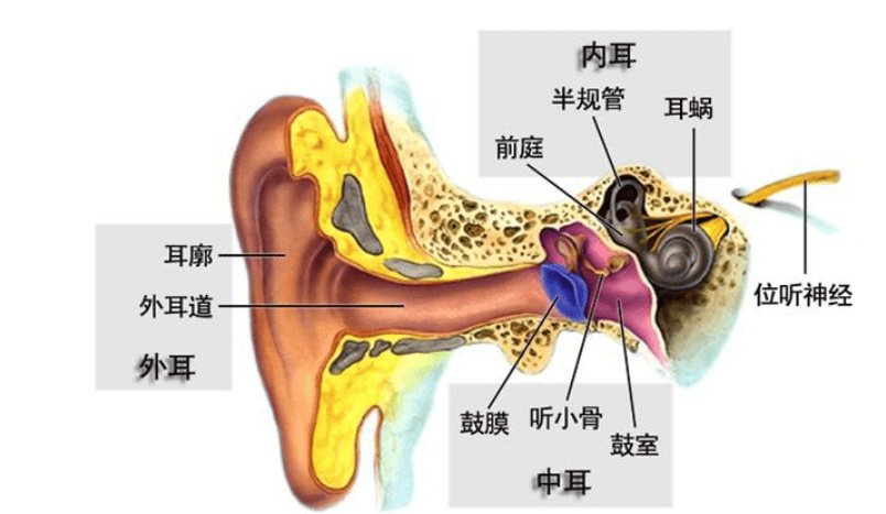 耳蜗的位置图图片