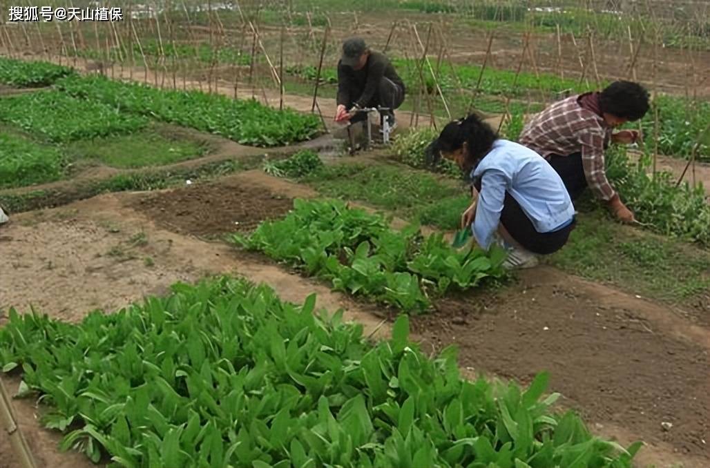 油麦菜种植全过程图片